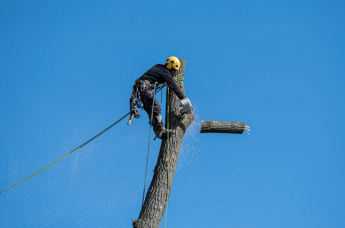 pruning