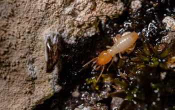 termites