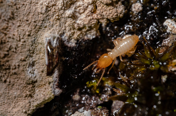 How to Choose a Reliable Termite Control Firm