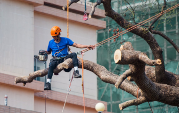 tree removal