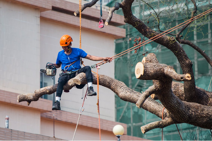 Factors to Consider When Choosing a Tree Removal Service